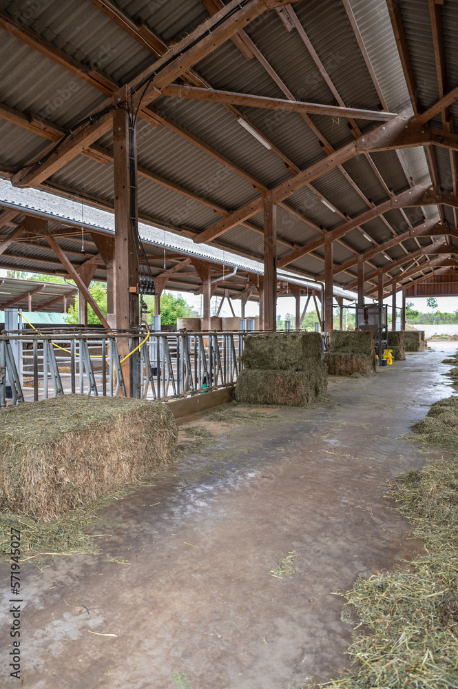 empty cowshed without cows on a farm, separated spaces for the cows metal fence, hay in front, vertical shot