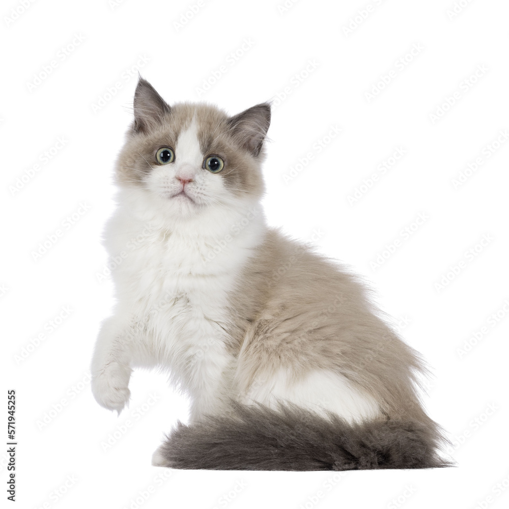 Cute mink Ragdoll cat kitten, sitting up side ways with one paw lifted in air. Looking towards camera with mesmerising aqua greenish eyes. Isolated cutout on a transparent background.