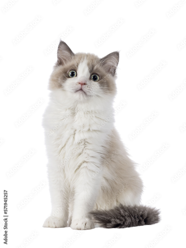 Cute mink Ragdoll cat kitten, sitting up  facing front. Looking towards camera with mesmerising aqua greenish eyes. Isolated cutout on a transparent background.