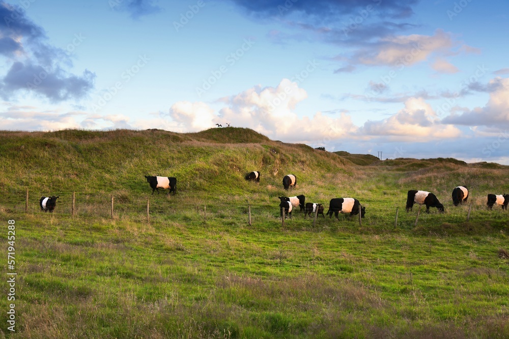 Belted Galloway cattle breed in Norway Belted Galloway cattle breed in Norway