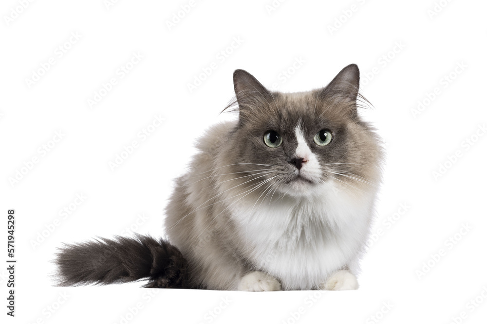Beautiful adult mink Ragdoll cat, laying doen facing front. Looking straight in lense with mesmerising aqua greenish eyes. Isolated cutout on a transparent background. Beautiful adult mink Ragdoll cat, laying doen facing front. Looking straight in lense with mesmerising aqua greenish eyes. Isolated cutout on a transparent background.