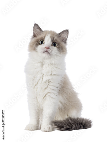 Cute mink Ragdoll cat kitten, sitting up facing front. Looking towards camera with mesmerising aqua greenish eyes. Isolated cutout on a transparent background.