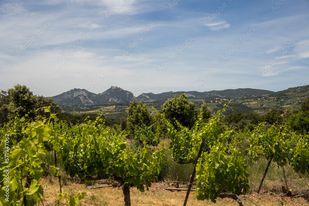 Vine in Provence