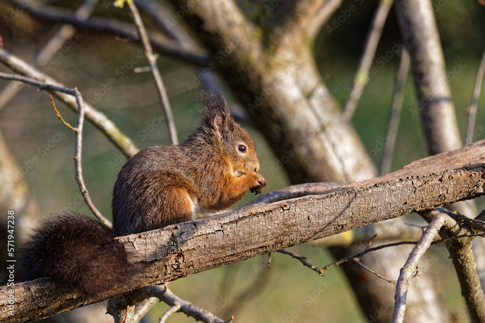 Red squirrels are among the small animals living in the city park in Lyon Red squirrels are among the small animals living in the city park in Lyon