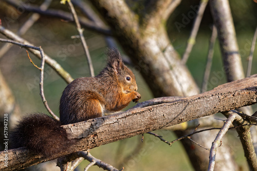 Red squirrels are among the small animals living in the city park in Lyon