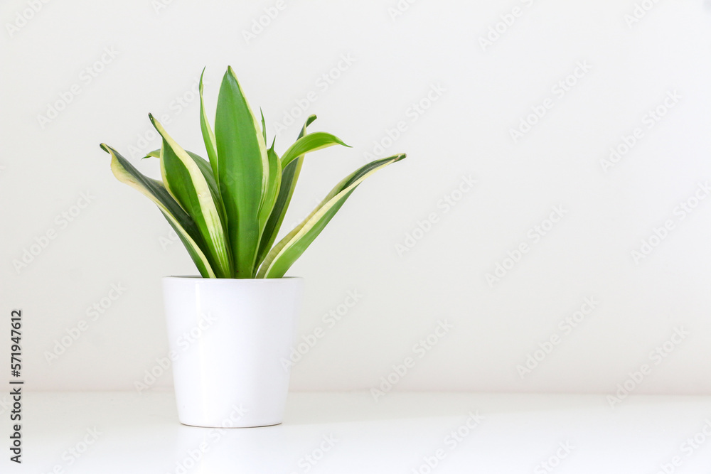 A small white pot of decorative Dracaena trifasciata snake plant (Sansevieria) against white background
