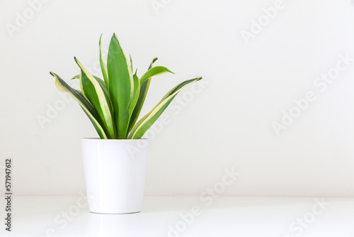 A small white pot of decorative Dracaena trifasciata snake plant (Sansevieria) against white background