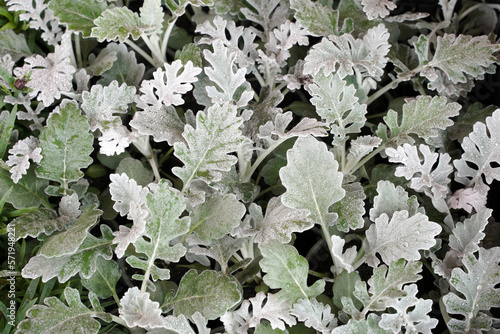 natural green and white leaves background