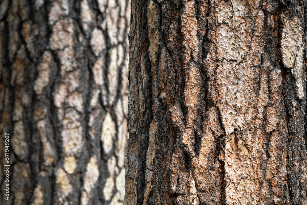 Details of the trunk of a large tree together with branches partially covered with lichens and their textures Details of the trunk of a large tree together with branches partially covered with lichens and their textures