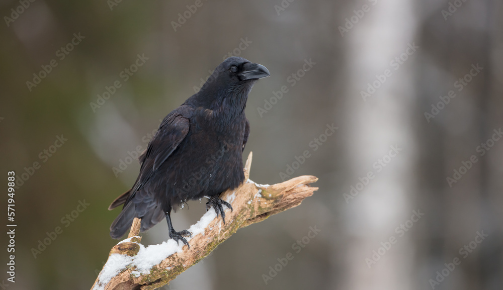 Common Raven - Corvus corax - in winter at a wet forest Common Raven - Corvus corax - in winter at a wet forest