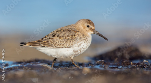 Dunlin - Calidris alpina - young bird at a seashore on the autumn migration way
