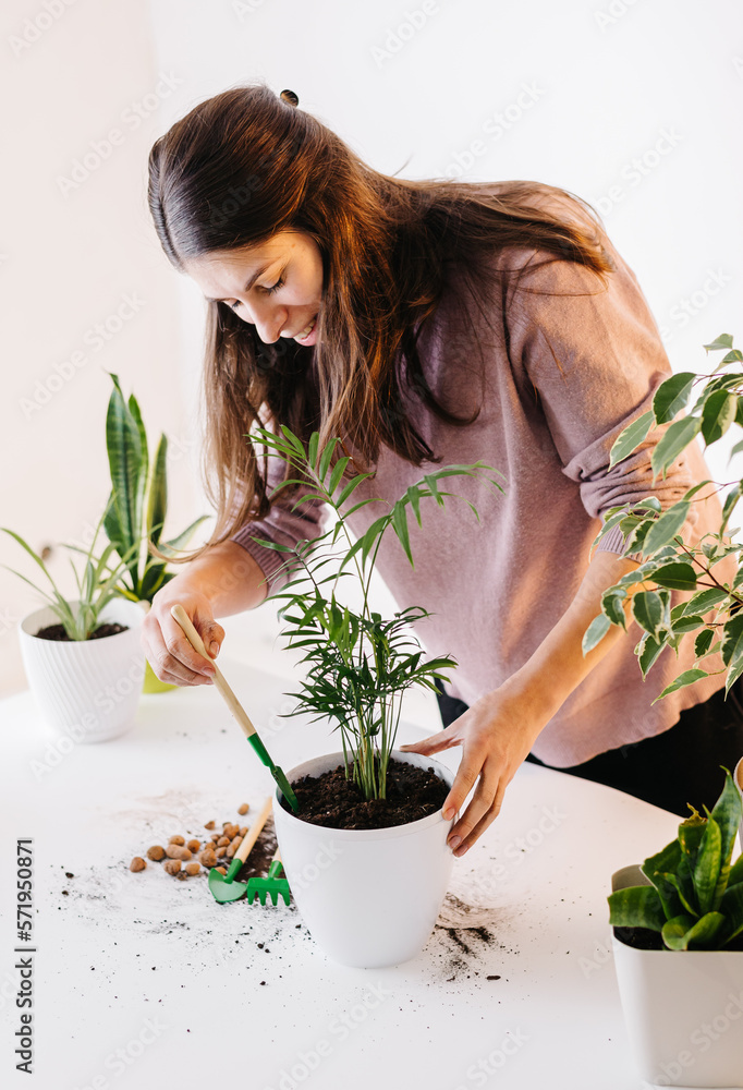 Cute girl gardener hands transplanting indoor exotic plants in white pots on wooden table. Concept of home garden and planting flowers in pot with dirt ans soil Cute girl gardener hands transplanting indoor exotic plants in white pots on wooden table. Concept of home garden and planting flowers in pot with dirt ans soil