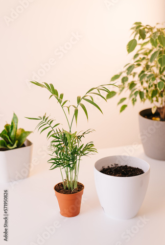 Cute girl gardener hands transplanting indoor exotic plants in white pots on wooden table. Concept of home garden and planting flowers in pot with dirt ans soil