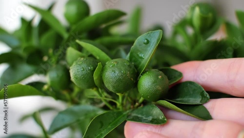 Citrofortunella microcarpa. tree calamondin in a pot at home. Natural background with calamondin young green immature fruit in foliage. houseplant care. female hand touching a plant