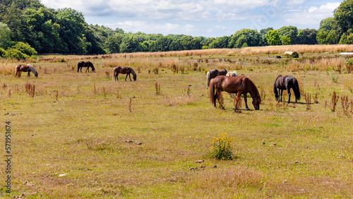 Landscape with animals. Thoroughbred horses graze in a pasture or meadow.