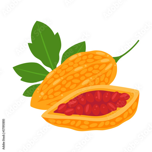 Momordica whole fruit and half isolated on white background. Momordica charantia, goya, balsam-pear, bitter melon or bitter gourd icon. Vector illustration of tropical exotic fruits in flat style.