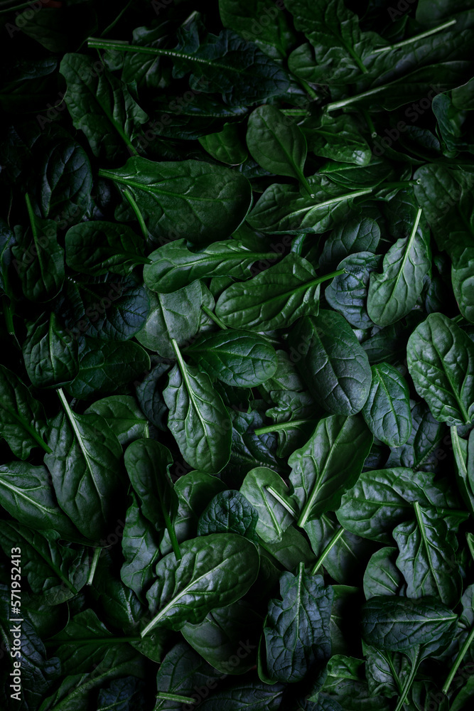 Fresh Green Baby Spinach Leaves Background, close-up Fresh Green Baby Spinach Leaves Background, close-up