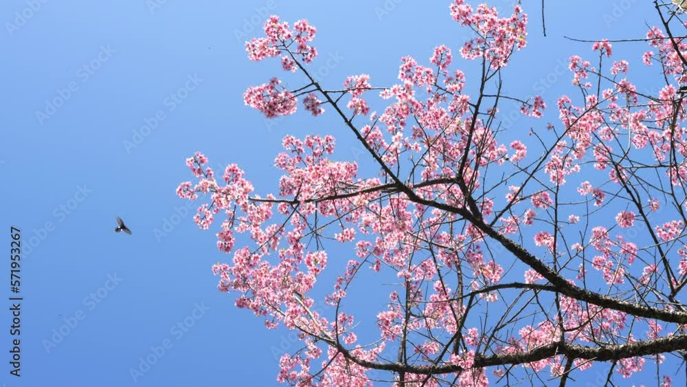 Butterfly and Beautiful Japanese Sakura Cherry Blossom Trees Blooming White and Pink Flowers Natural Cinematic 4K Slowmotion Footage. Butterfly and Beautiful Japanese Sakura Cherry Blossom Trees Blooming White and Pink Flowers Natural Cinematic 4K Slowmotion Footage.