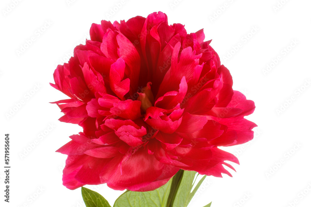 Beautiful peonies flowers on a white isolated background