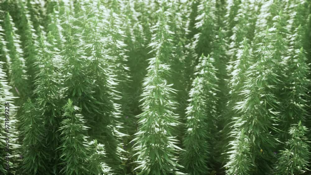 green canabis on marihuana field farm green canabis on marihuana field farm