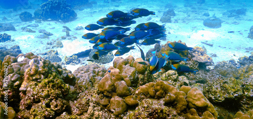 Fototapeta Naklejka Na Ścianę i Meble -  Underwater photo of a school of Parrot fish at a coral reef