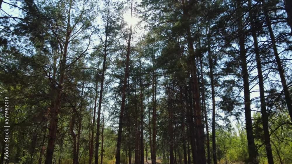 sun through pine trees in the forest. sun through pine trees in the forest.