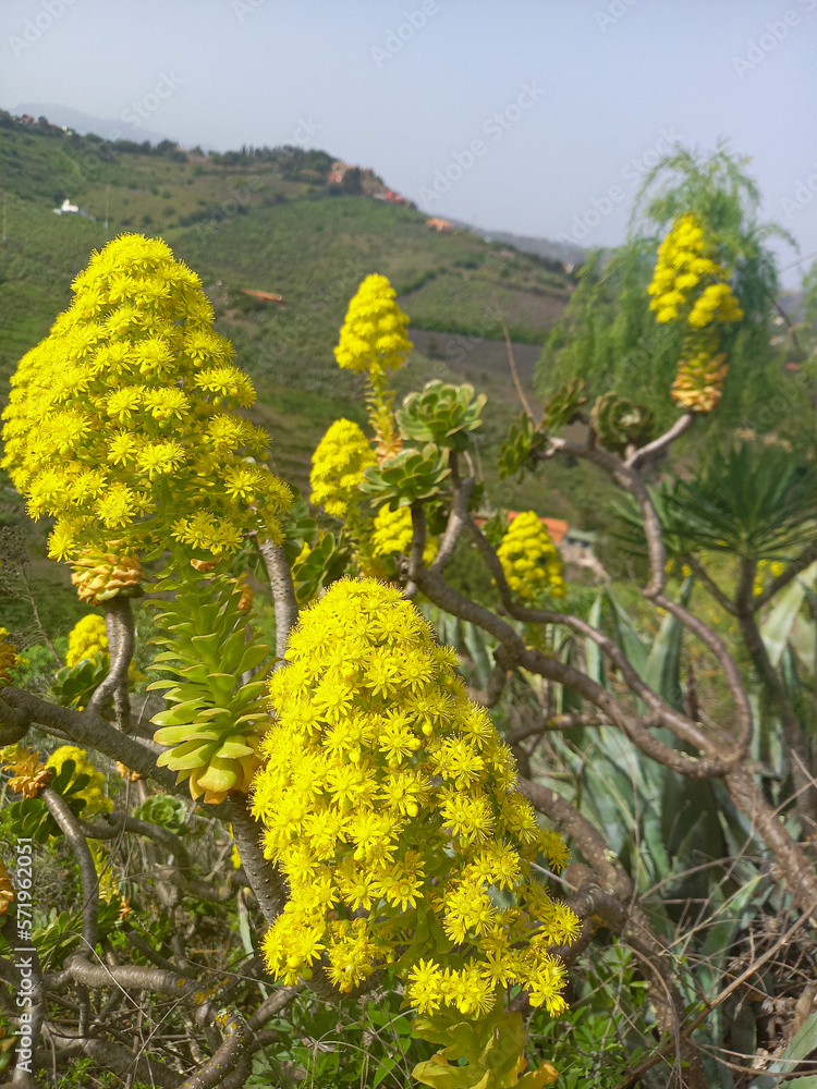 Flower in bloom on Canary islands