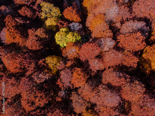 landscape in the autumn with orange trees from drone