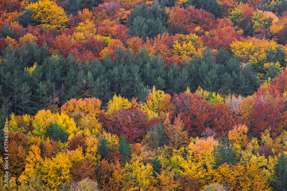 Autumn's forest colors in abruzzo