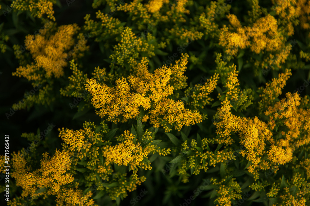 Yellow Solidago Praecox flower in summer garden blooming Yellow Solidago Praecox flower in summer garden blooming