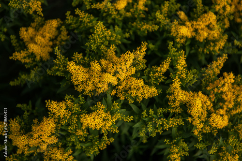 Yellow Solidago Praecox flo...