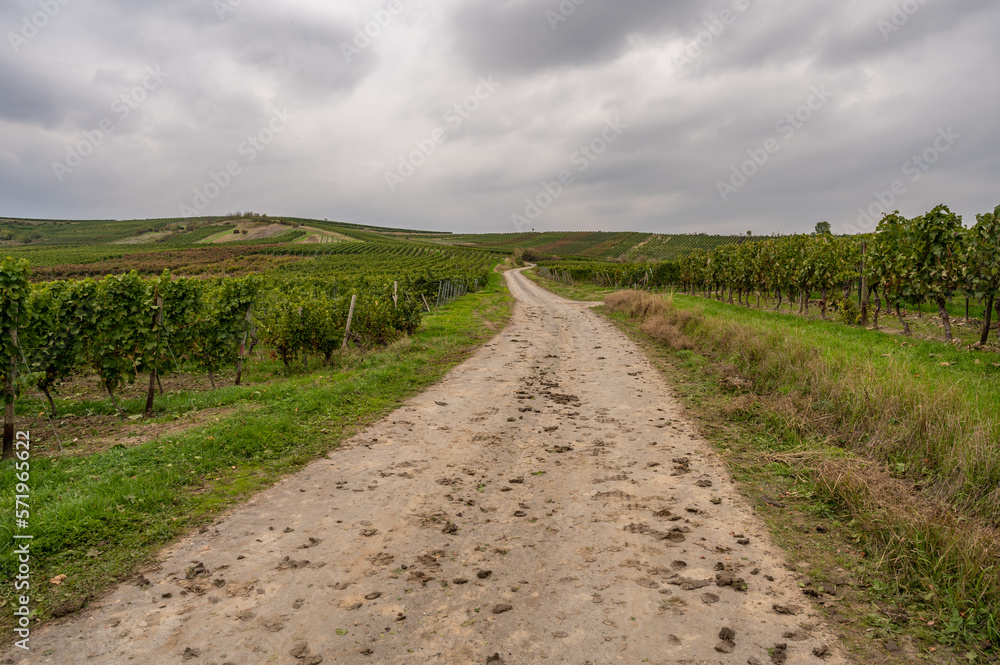 Agricultural path with vine plants next to it, vineyard in mainz zornheim during cloudy day Agricultural path with vine plants next to it, vineyard in mainz zornheim during cloudy day
