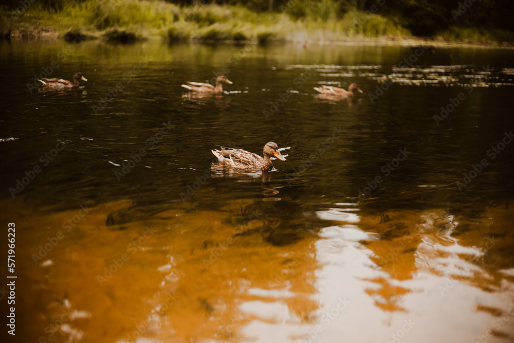 A flock of wild brown ducks swims in the lake near the green shore on a summer day. Flora and fauna. Wild birds.