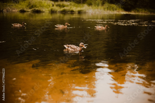 A flock of wild brown ducks swims in the lake near the green shore on a summer day. Flora and fauna. Wild birds. ©  Valeri Vatel