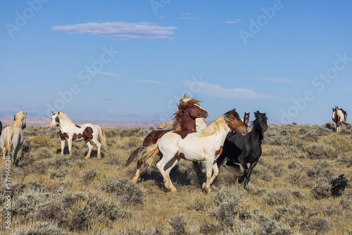 Wild Horses in Autumn in the Wyoming Desert