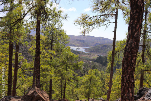 Beautiful forest in mountains on Tenerife during summer day