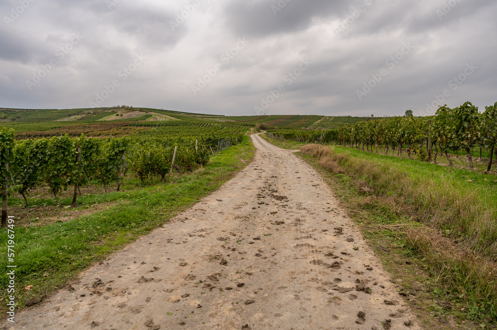 Agricultural path with vine plants next to it, vineyard in mainz zornheim during cloudy day
