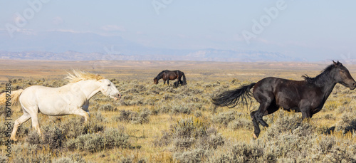 Fototapeta Naklejka Na Ścianę i Meble -  Wild Horses in Autumn in the Wyoming Desert