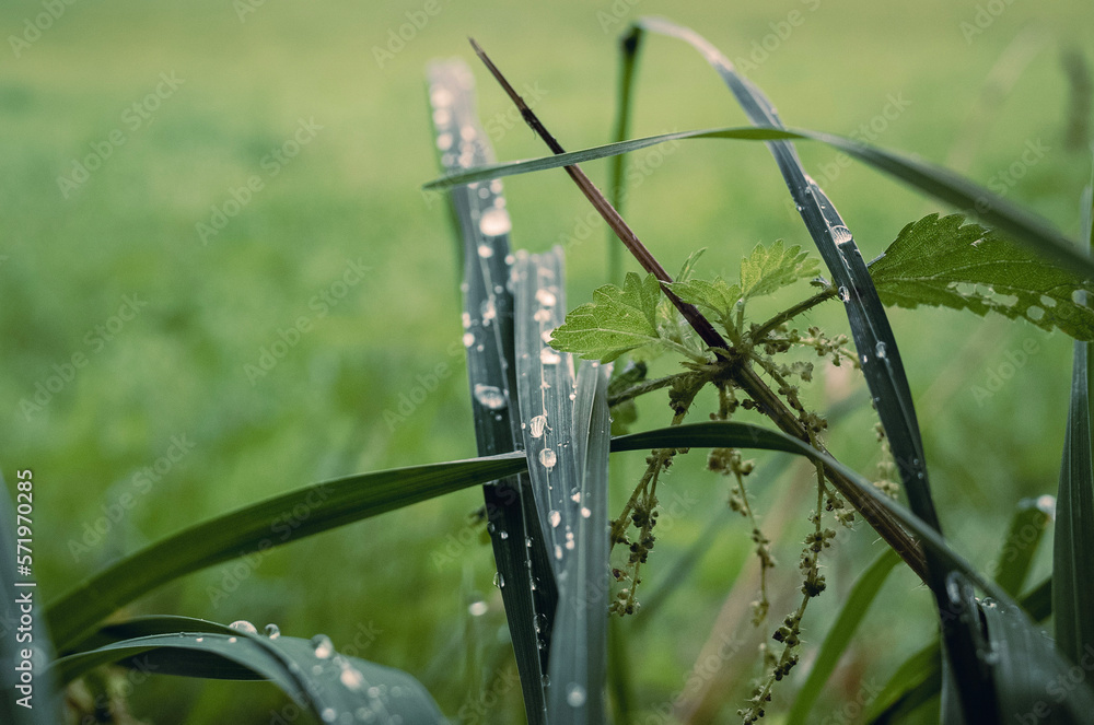 water drops in the grass water drops in the grass