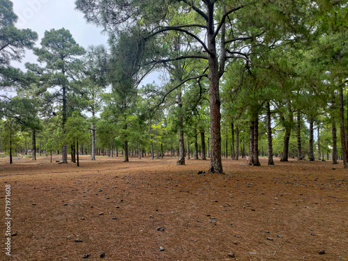 Beautiful forest in mountains on Tenerife 