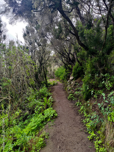 Beautiful forest in mountains on Tenerife 