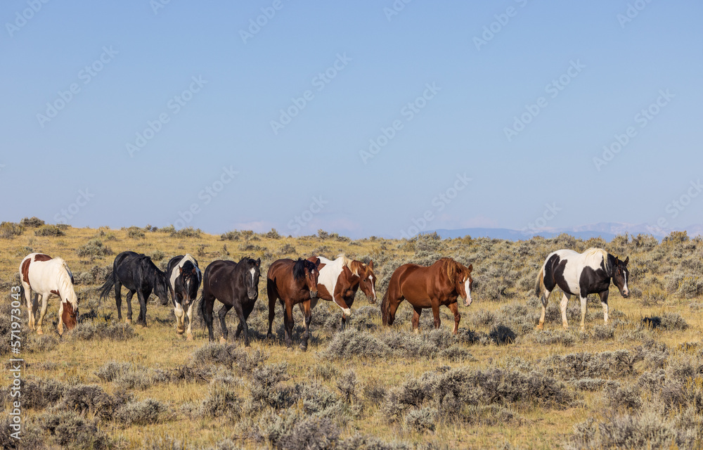 Wild Horses in Autumn in the Wyoming Desert Wild Horses in Autumn in the Wyoming Desert
