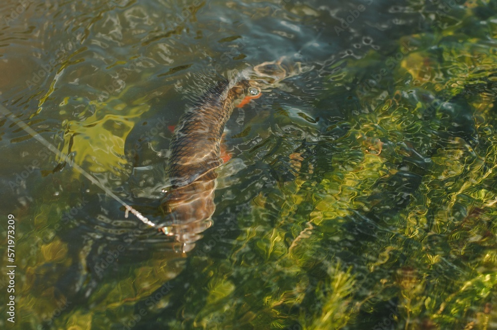 fisherman, fish on a hook in the water fisherman, fish on a hook in the water