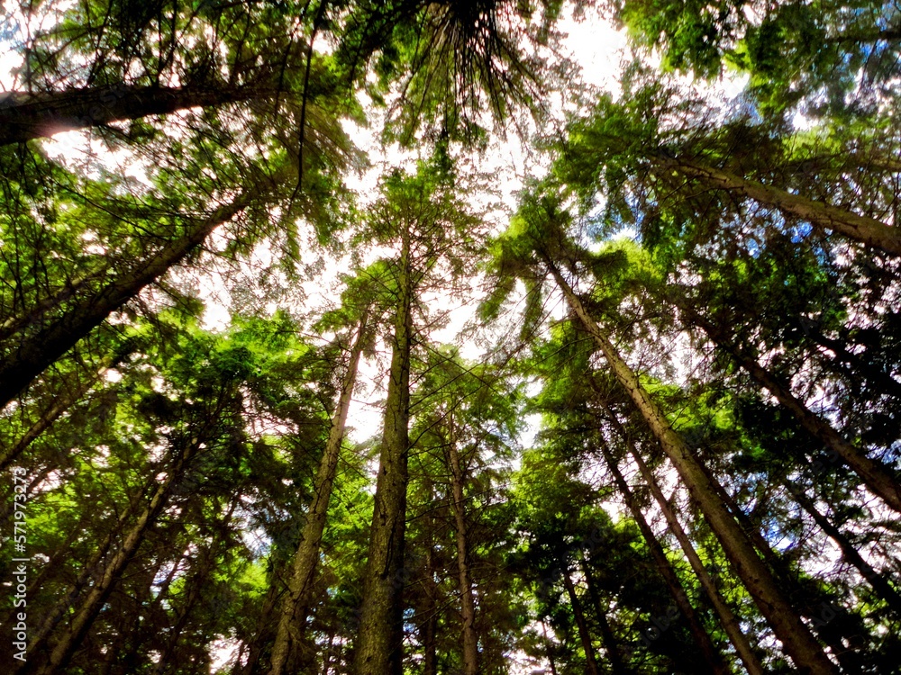 Fir tree canopy in an Irish forest. Fir tree canopy in an Irish forest.
