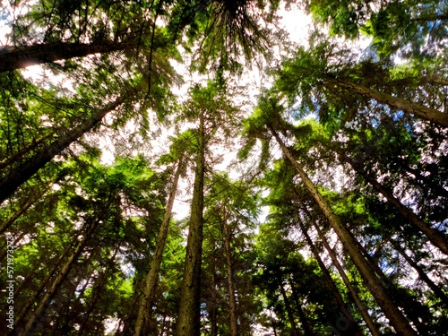 Fir tree canopy in an Irish forest. 