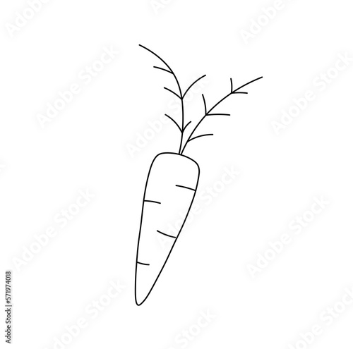 Vector isolated one single simple minimal carrot with tops colorless black and white contour line easy drawing