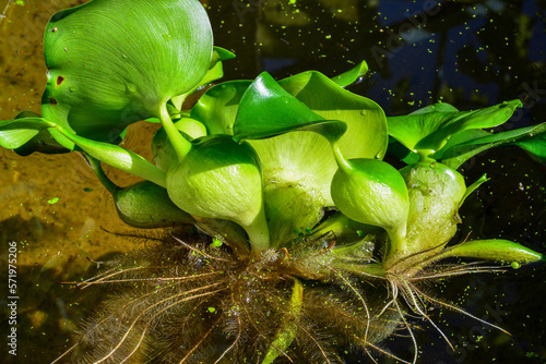 Leaf thickenings with air cells of a floating plant Pontederia crassipes (Eichhornia crassipes) photo