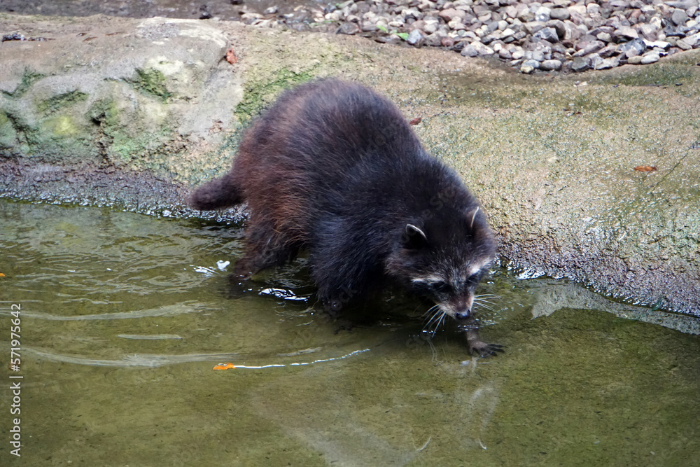 raccoon in the water raccoon in the water