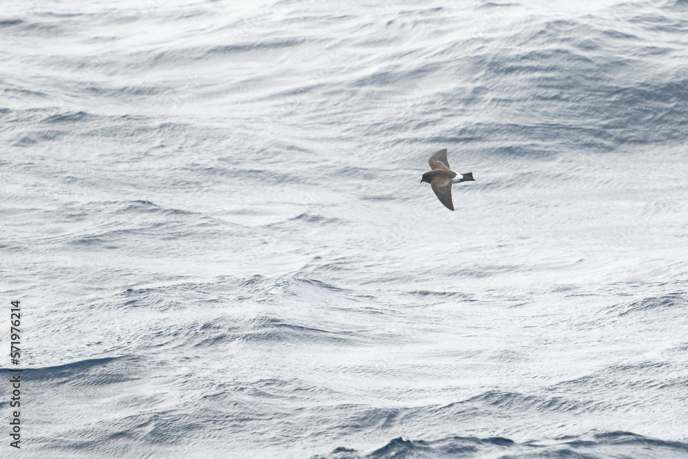 Storm petrel