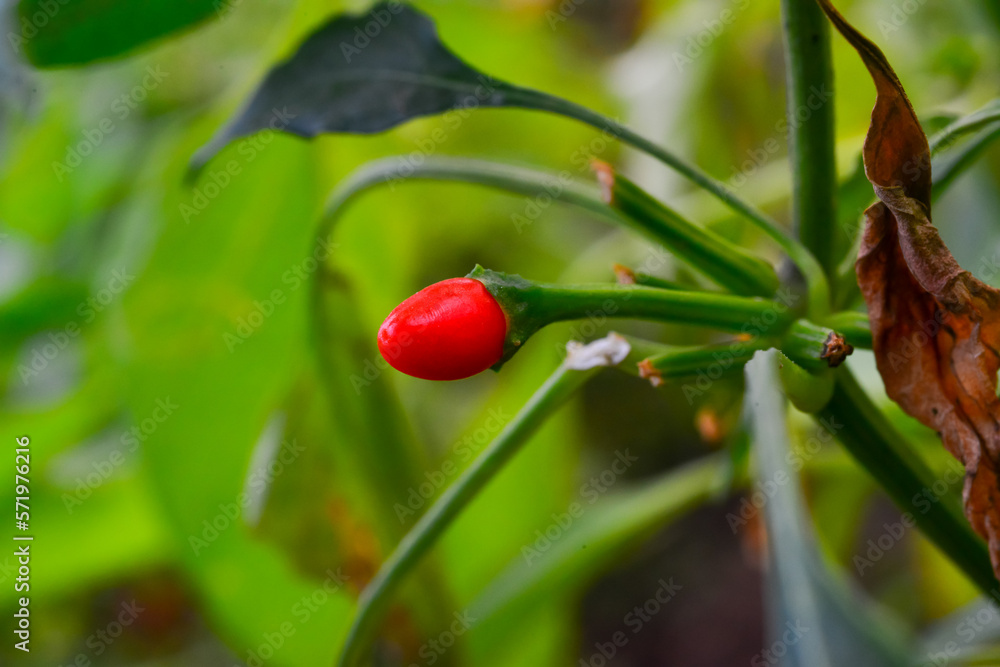 Red fruit of hot hot pepper in a greenhouse